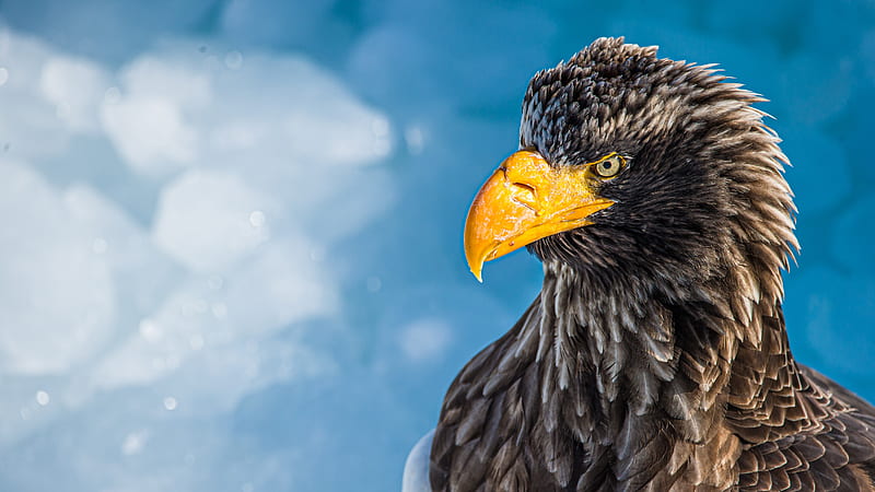 Birds, Steller's sea eagle, Bird, Bird Of Prey, Eagle, Steller's Sea Eagle, HD wallpaper