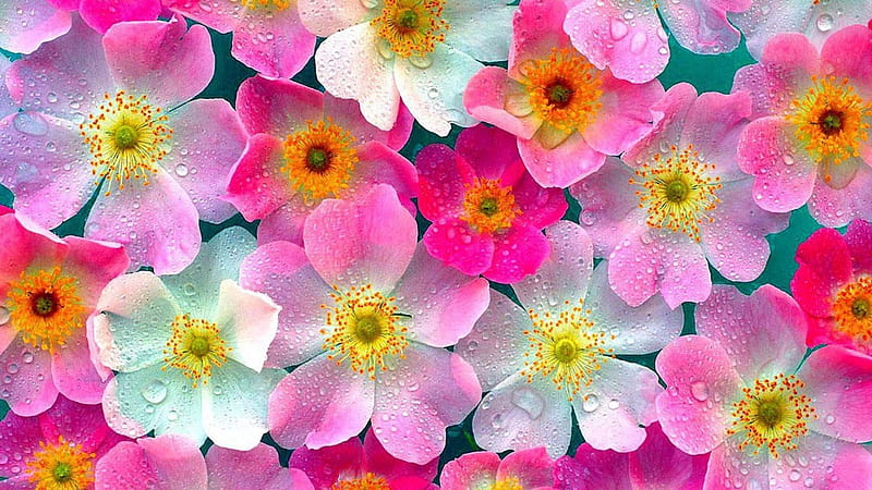 Dewy Summer Flowers, colorful, dew, spring, floral, bright, summer, blossoms, posies, flowers, blooms, Firefox Persona theme, HD wallpaper
