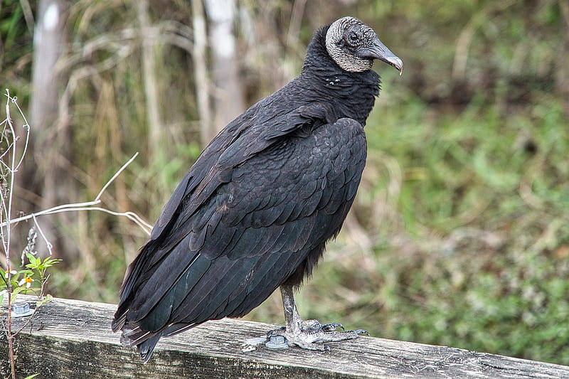 Black Vulture – Facts, Size, Sounds, Habitat, HD wallpaper