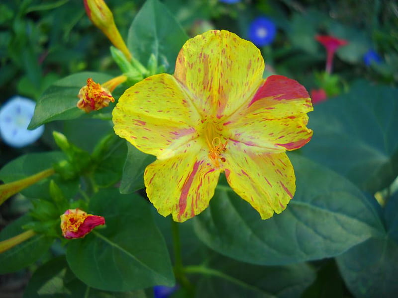 Wild Flower, flower, yellow, pretty, wild, HD wallpaper | Peakpx
