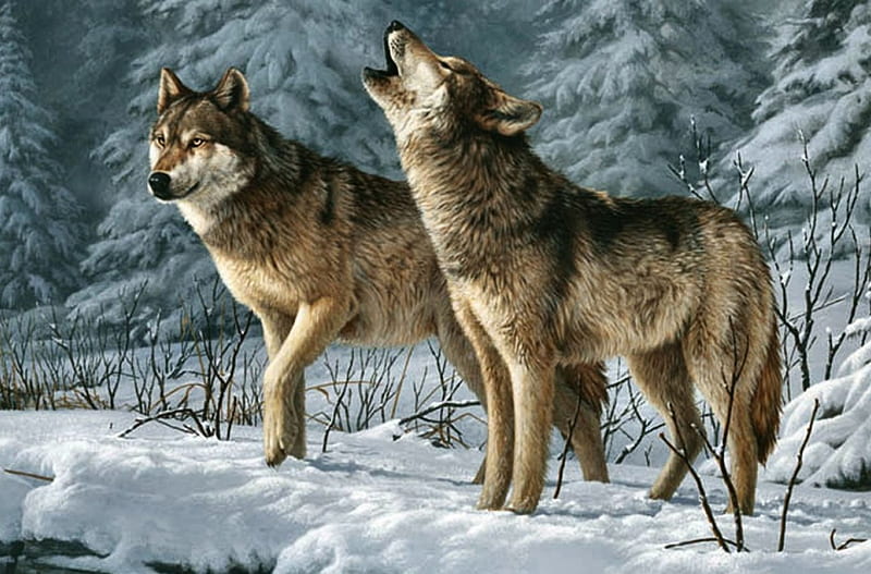 Call of the Wild - Wolf F1, lobo, art, artwork, canine, animal, painting, wide screen, wildlife, wolf, HD wallpaper