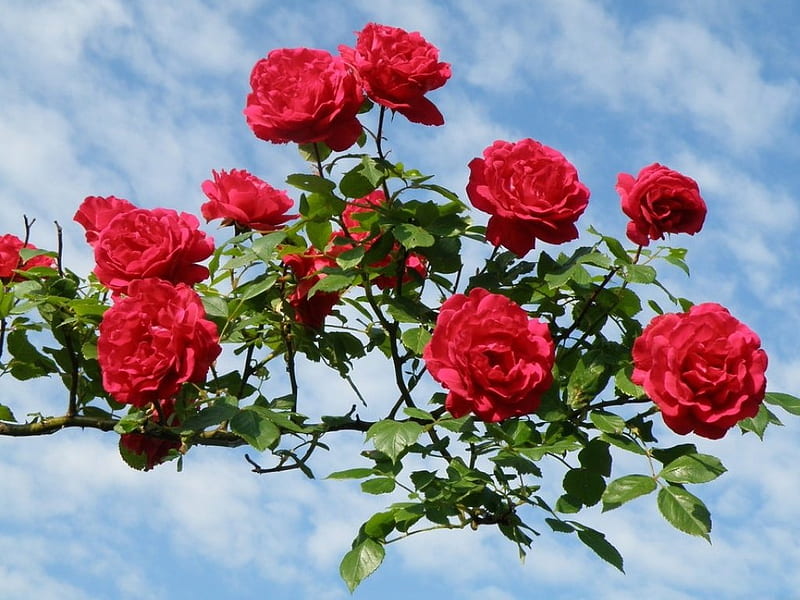 ESSENCE OF BEAUTY, red, plants, flowers, gardens, roses, branches, sky, blue, HD wallpaper