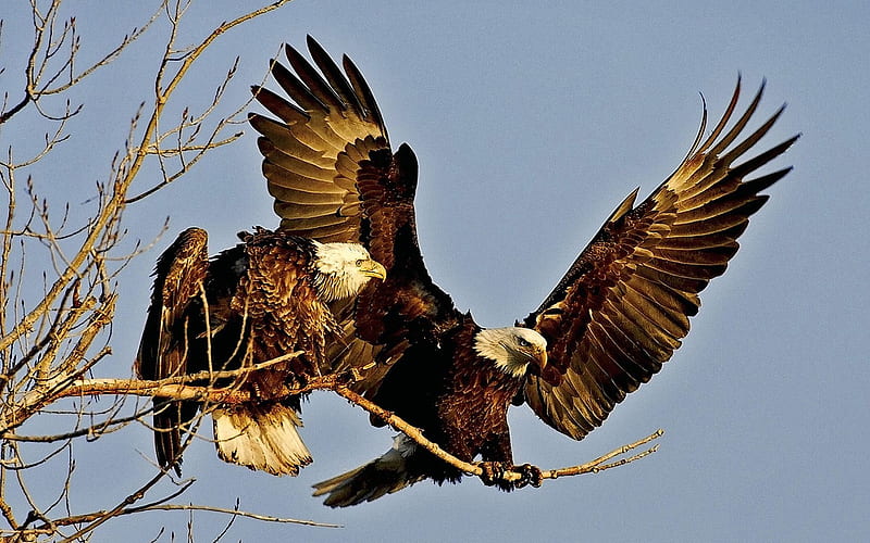 Artful Eagles-Animal World Series, HD wallpaper