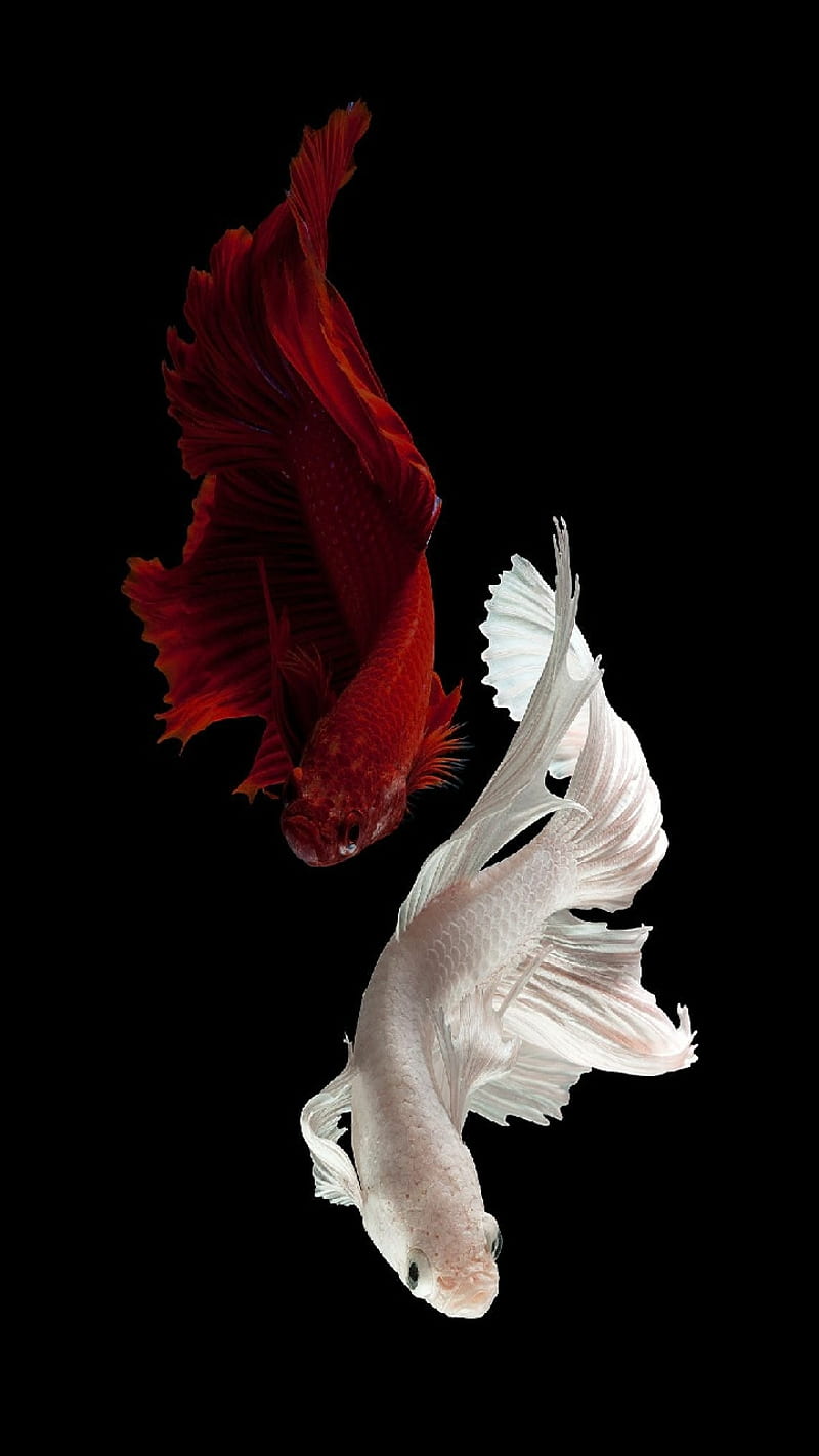 Fish Marine Betta - Free photo on Pixabay - Pixabay