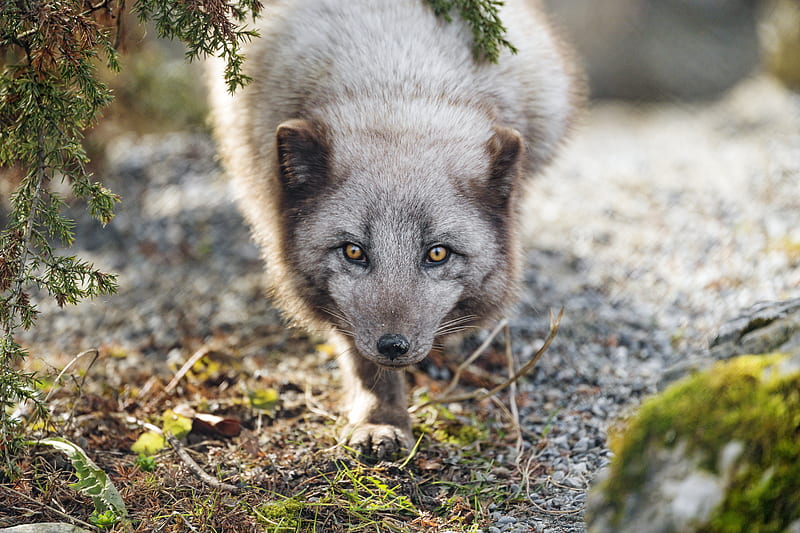 arctic fox, animal, snout, predator, HD wallpaper