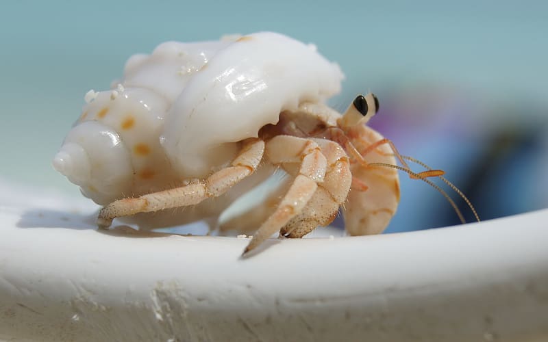 Animal, Hermit Crab, HD wallpaper