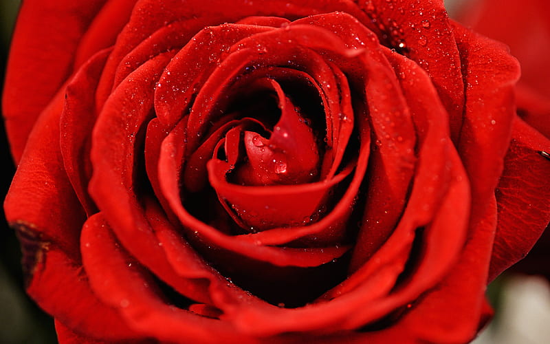 red rose, dew, close-up, red bud, water drops, roses, red flower, HD wallpaper