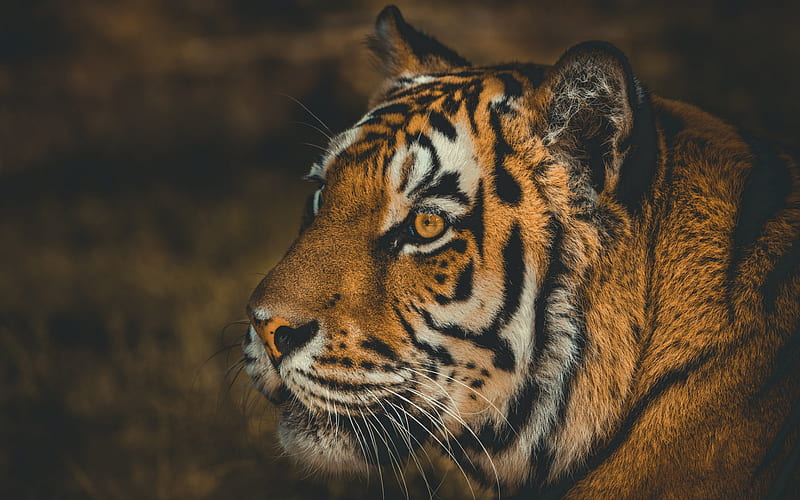 tiger, predator, dangerous animals, tigers, wildlife, Africa, eyes of the Tiger, HD wallpaper