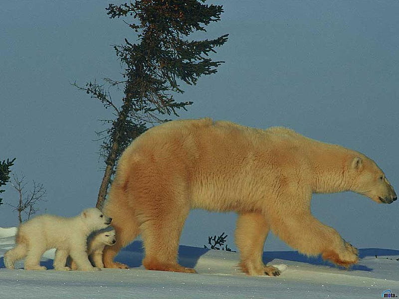 Polar bear walking, family, artic, cub, bear, wildlife, polar, walk, baby, HD wallpaper