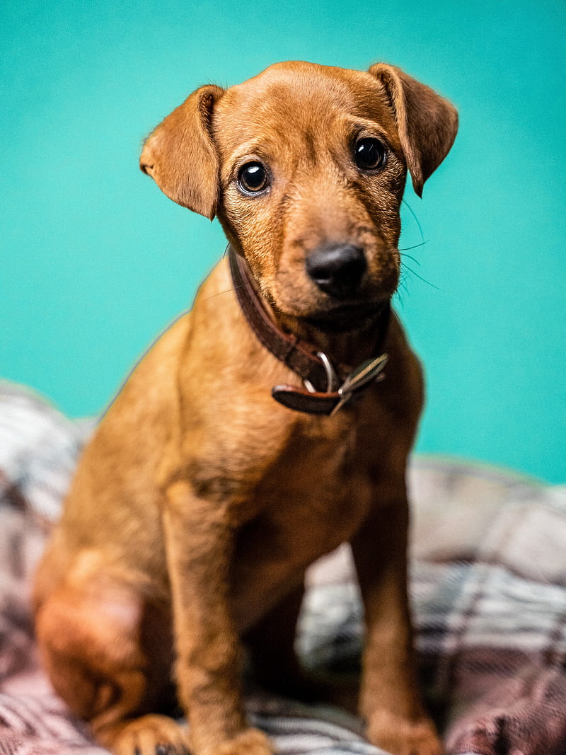 miniature pinscher, dog, pet, glance, cute, HD phone wallpaper