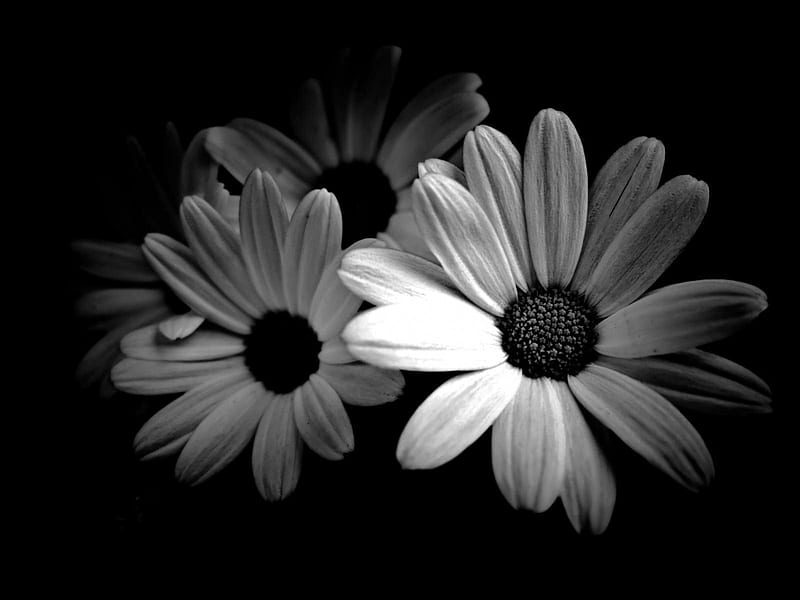 Black And White Daisies, daisies, graphy, black and white, flowers, black, white, HD wallpaper