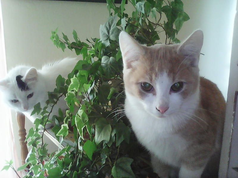 Two cats, cute, female, male, cats, HD wallpaper