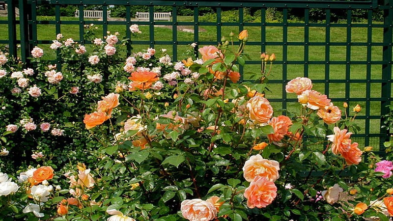 roses, flower, nature, backyard, HD wallpaper
