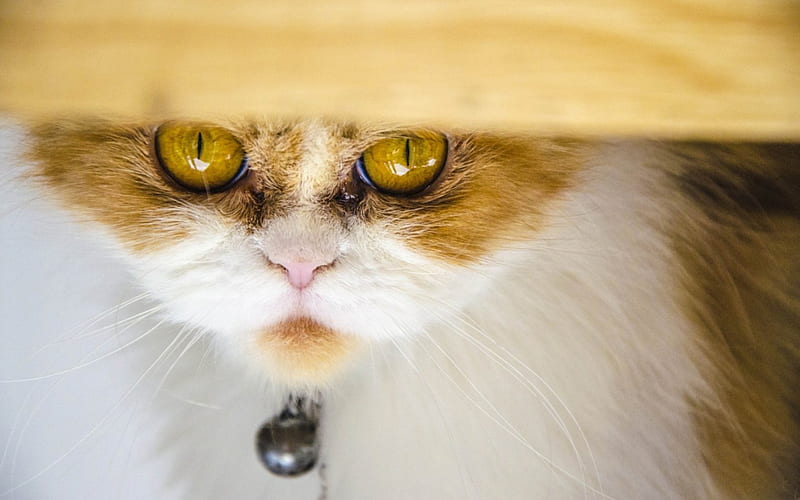 Cat, yellow, bell, white, eyes, animal, HD wallpaper