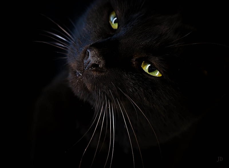 Black cat, black, pisici, eyes, cat, animal, HD wallpaper | Peakpx