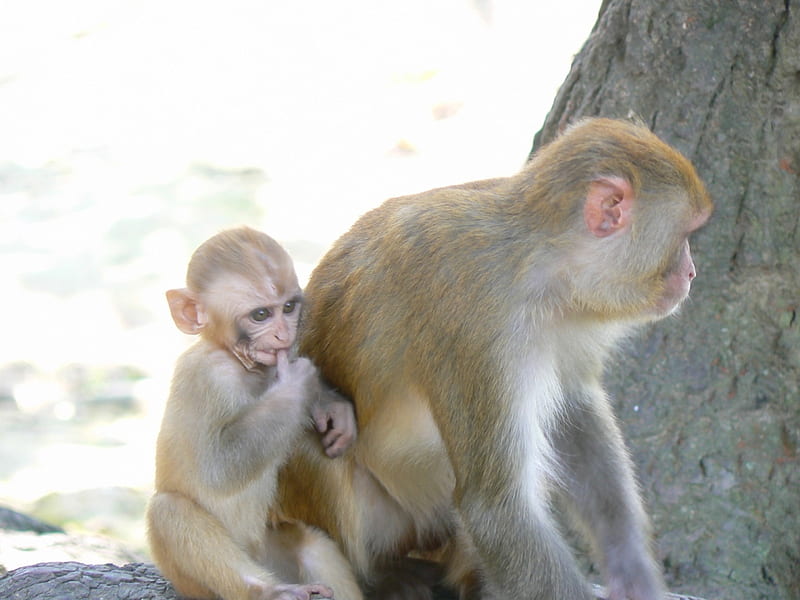 Katmandu Monkey And Baby, primate, monkey, mother and child, katmandu, HD wallpaper