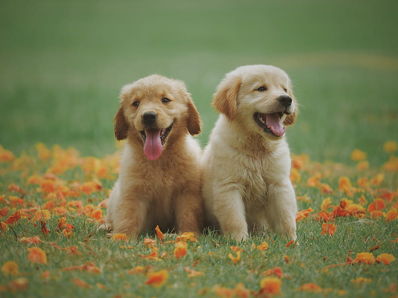 Two Yellow Labrador Retriever Puppies, HD wallpaper