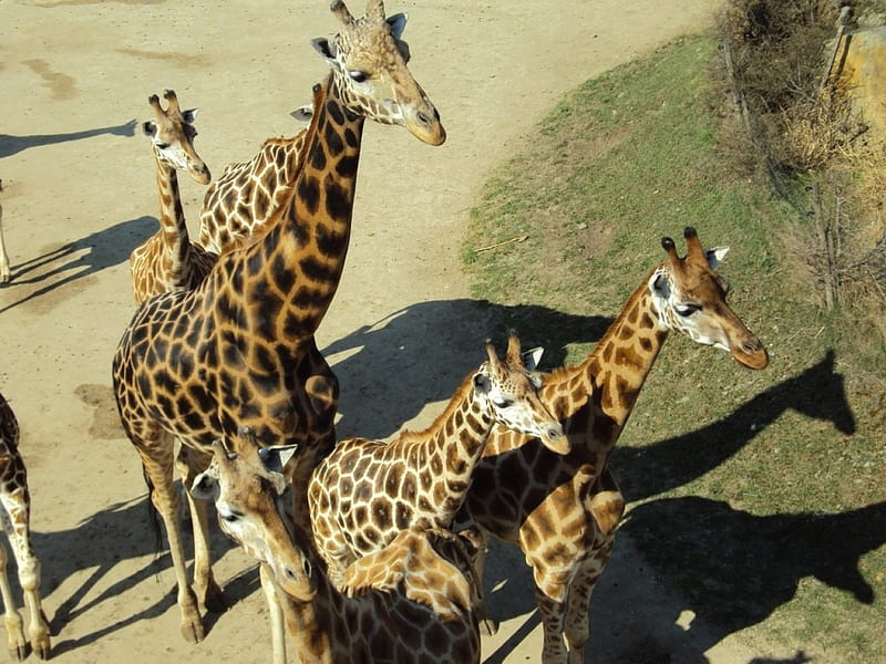Herd of Giraffes, giraffes, herd, nature, animals, africa, HD wallpaper