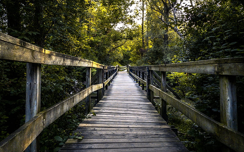 Footbridge, bridge, forest, path, HD wallpaper