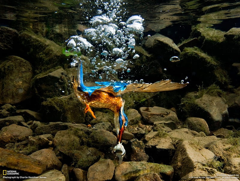 Kingfisher Hunting, dive, water, bird, fish, catch, HD wallpaper