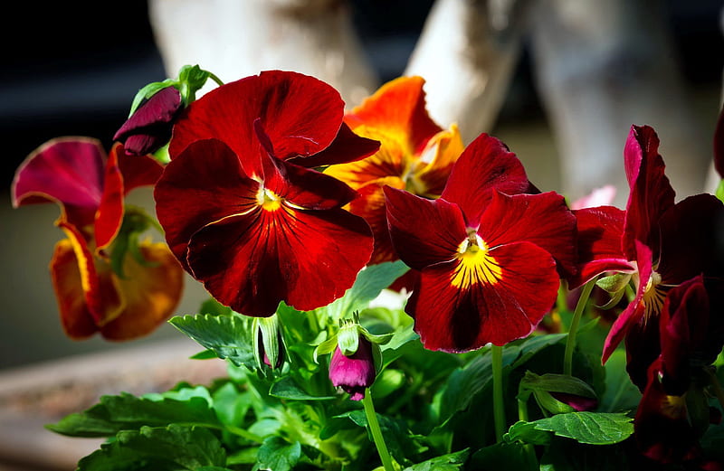 Red pansies, red, pretty, pansies, flowers, garden, spring, bonito, HD