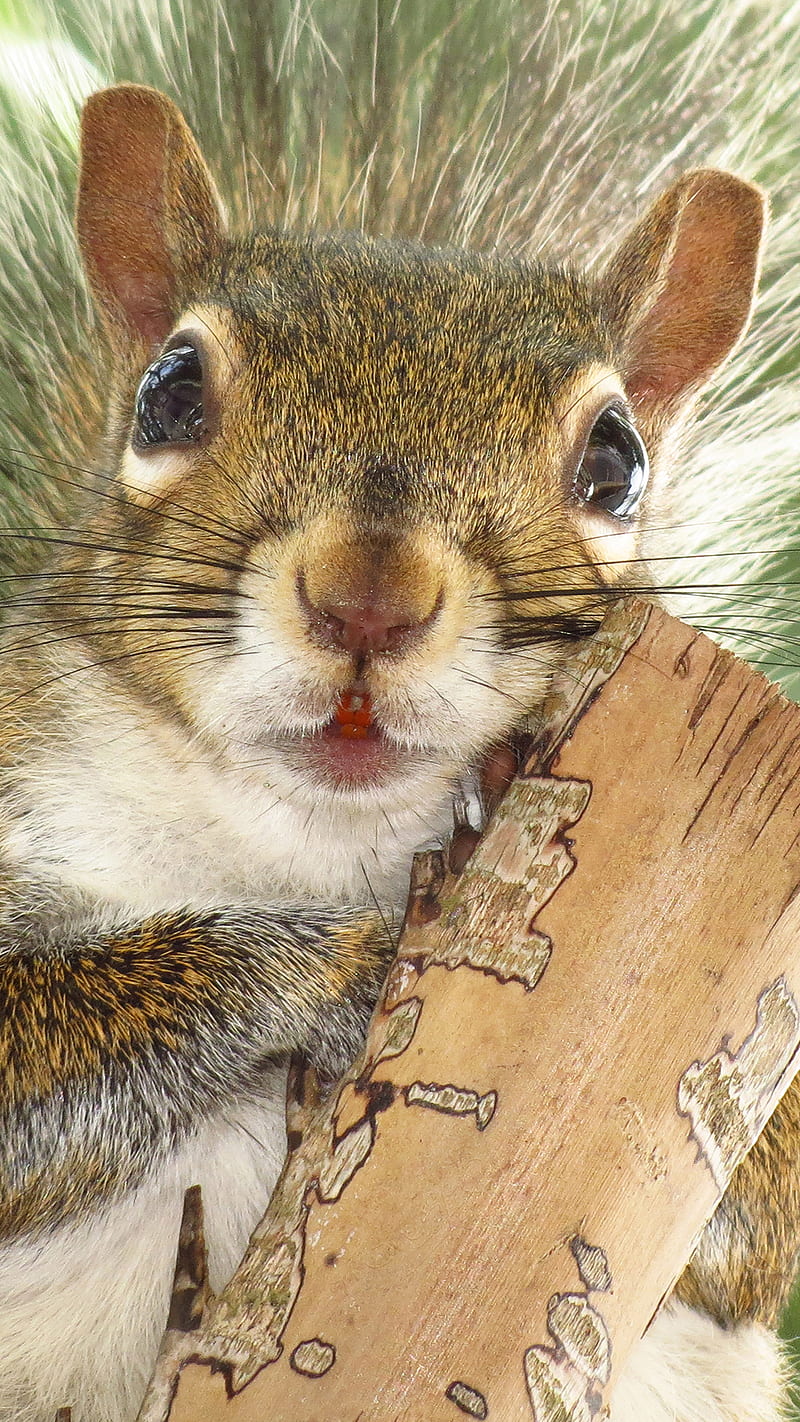 Squirrel Portrait, animal, fl, greysquirrel, portrait, squirrel, us, wildlife, HD phone wallpaper