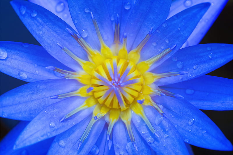 Closeup graphy of Blue Petaled Flower, HD wallpaper