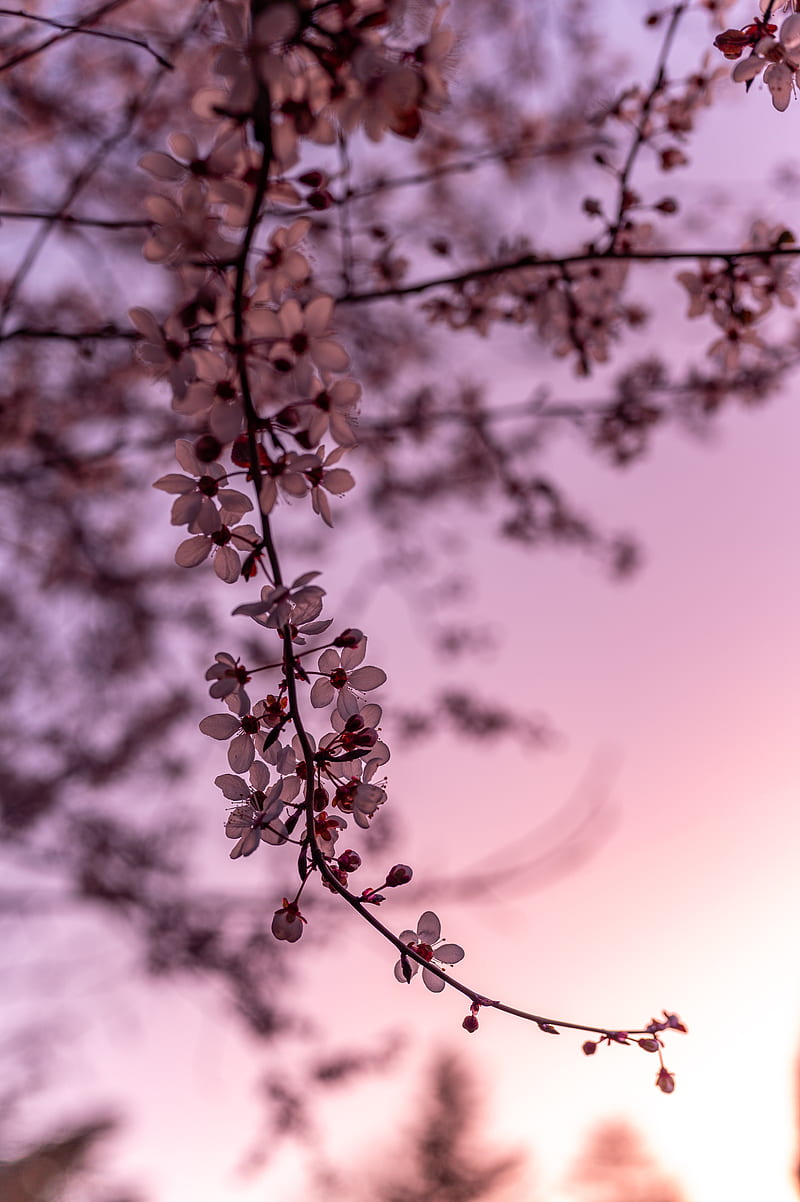 sakura, cherry, flowers, branch, spring, HD phone wallpaper