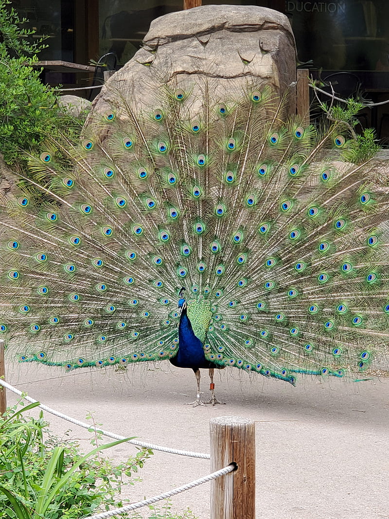 Peacock on display, feathers, green, peacock, tail, zoo, HD phone wallpaper