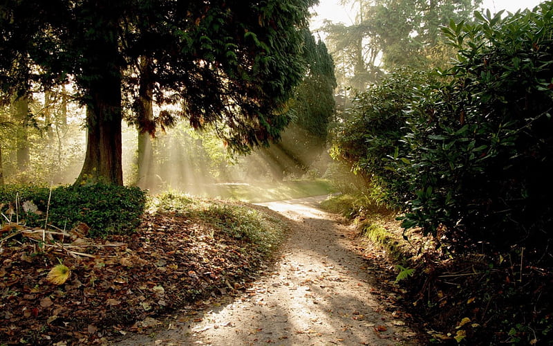 sun drenched forest path, path, forest, sun rays, leaves, HD wallpaper