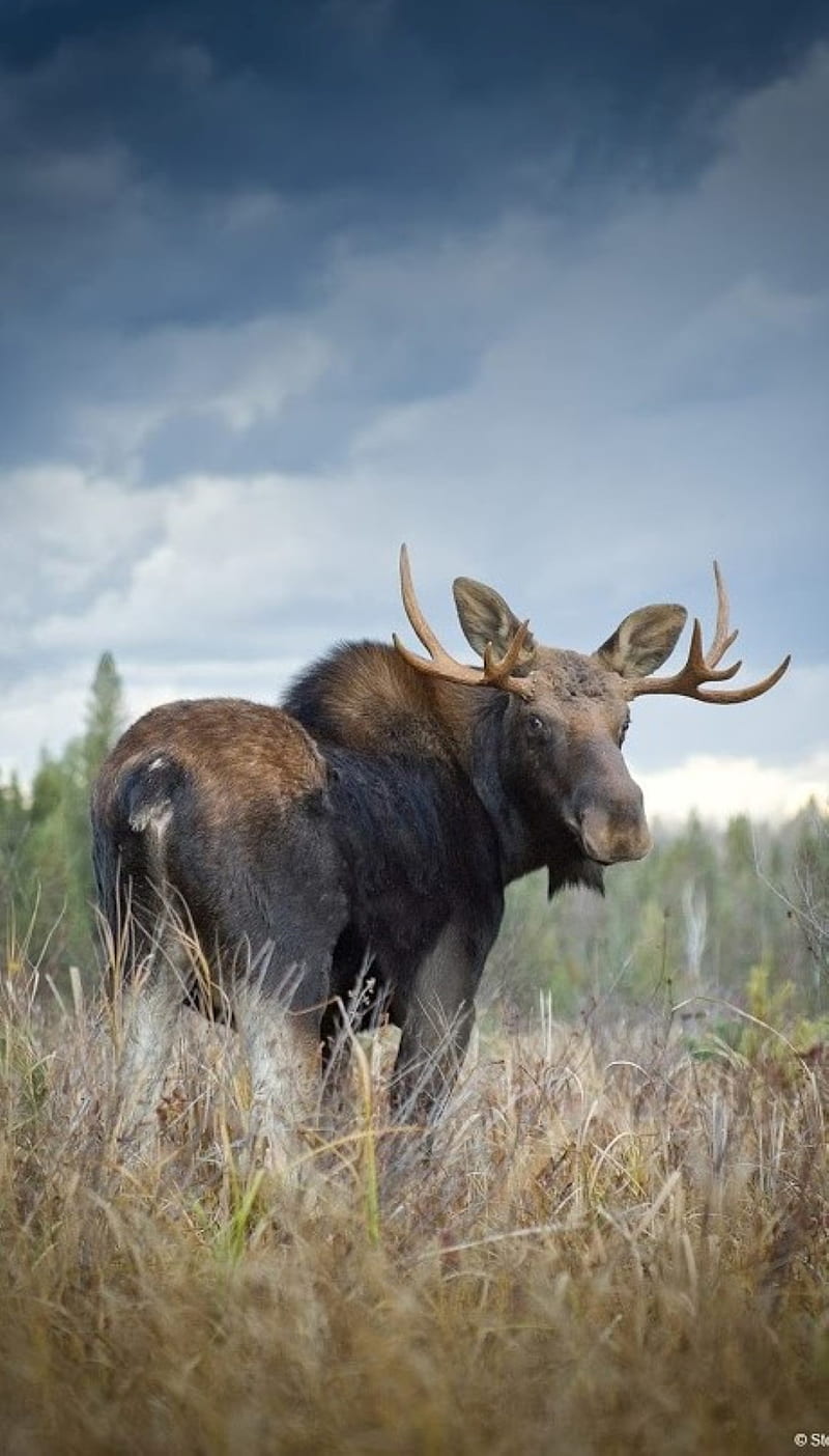 bull moose, hunting, real, HD phone wallpaper
