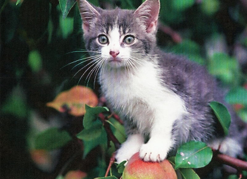 A gray and white tabby kitten up in a tree, cute, tree, feline, leaves, tabby, kitten, HD wallpaper