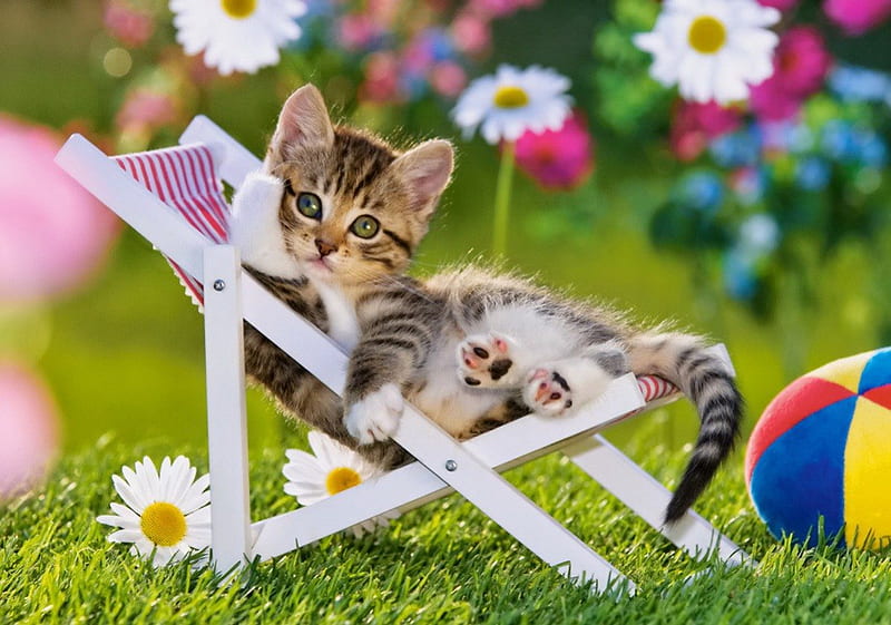 The resting kitty, grass, fluffy, adorable, sweet, ball, green, flowers, sunbed, rest, kitty, relax, greenery, spring, cat, yard, daisies, cute, summer, garden, kitten, HD wallpaper