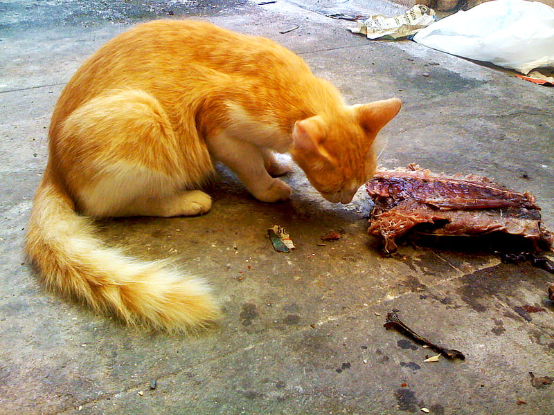 my cat eating raw fish, persian, raw, fresh, hungry, cat, HD wallpaper