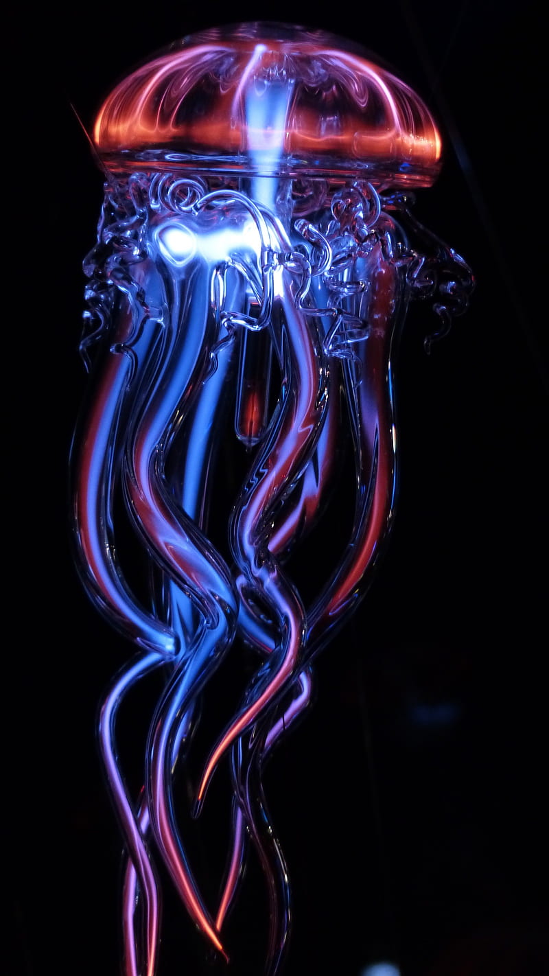 Jellyfish in the night , life, undersea, fish, HD phone wallpaper