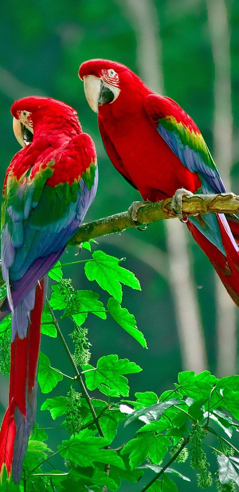 Be, birds, coluorfull, macaw, parrot, parrots, HD phone wallpaper | Peakpx