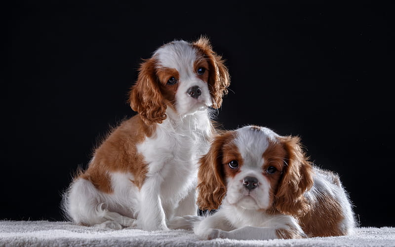 Cavalier King Charles Spaniel, small puppies, cute dogs, white brown curly dogs, pets, dogs, HD wallpaper