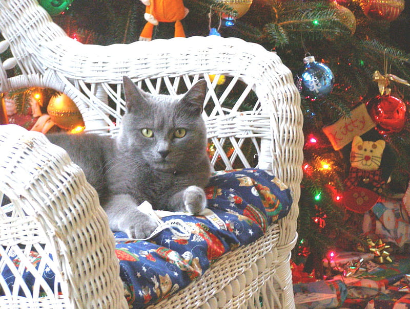 One cozy CHRISTMAS, joyful, gray, christmas, cat, tree, love, siempre, confortable, miracle, animals, HD wallpaper