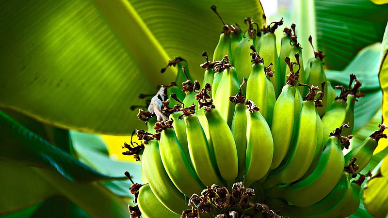 Green Bananas Tree Fruits Fruit, HD wallpaper