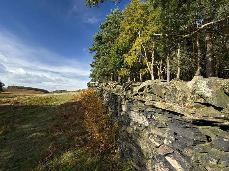 Boundary, forest, sky, wall, field, wood, HD wallpaper