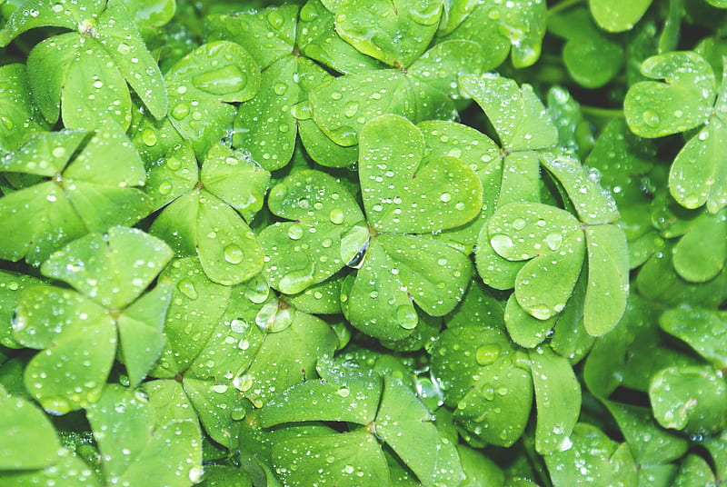 green club leaf with water drew, HD wallpaper