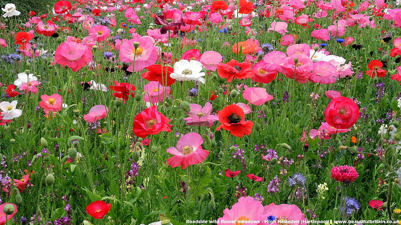 Wild flower meadow in Hartlepool, County Durham, England, Geat Britain, Wild flowers, Hartlepool, England, HD wallpaper