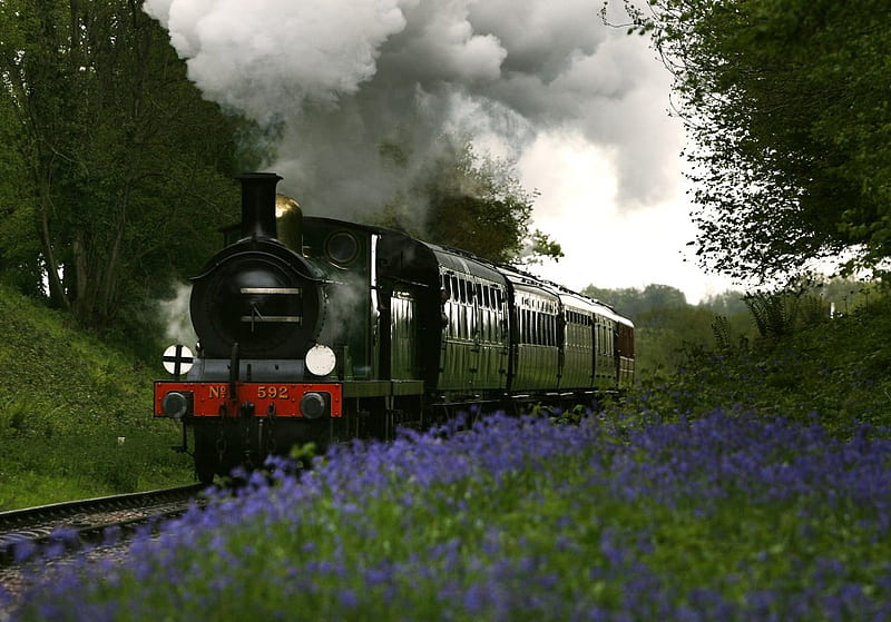 bluebells and train, train, flowers, nature, steam, smoke, bluebells, HD wallpaper