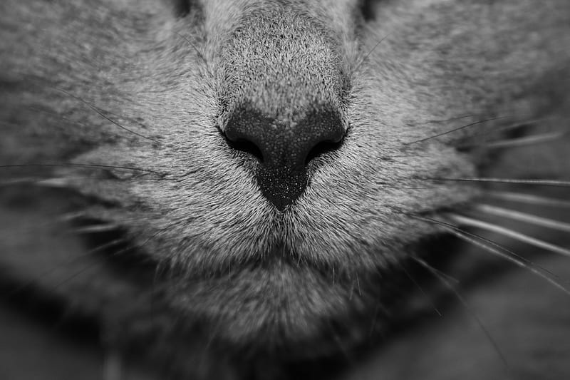 A black-and-white macro shot of a cat's nose, HD wallpaper