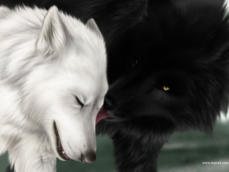 For My Sweet Friend Nannouk, soul mates, bonded, black, loyalty, friendship, wild, love, affection, wolves, white, eyes, HD wallpaper