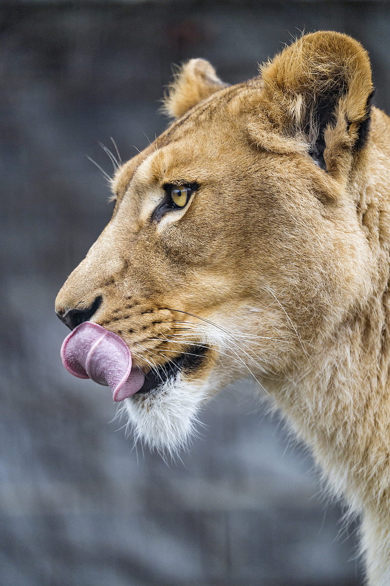 lioness, big cat, protruding tongue, profile, HD phone wallpaper