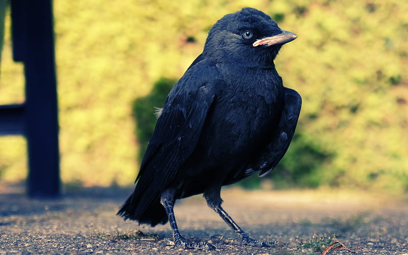 black bird-wild animals, HD wallpaper