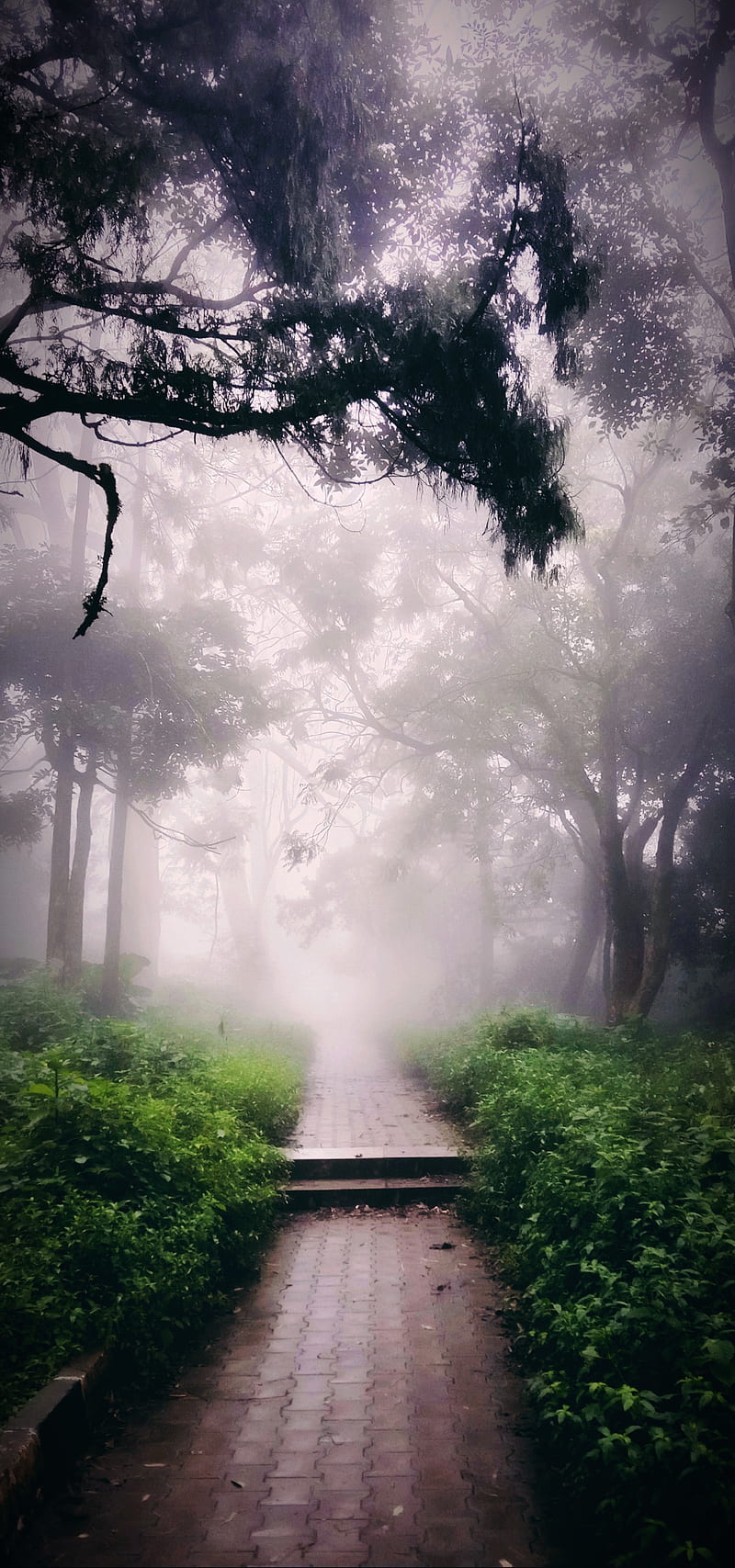 Misty nandhi hills, autumn, fogg, foggy, forest, misty morning,  nandhihills, HD phone wallpaper | Peakpx