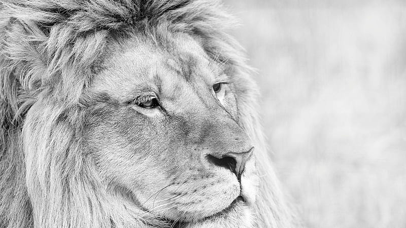 Lion Monochrome, lions, animals, predator, forest, king, monochrome, black-and-white, HD wallpaper