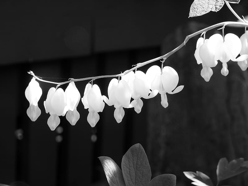 Bleeding Hearts In Black And White, Flowers, Summer, Bleeding Hearts, Nature, graphy, HD wallpaper